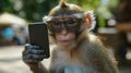 Monkey with Glasses Using Smartphone Royalty Free Stock Photo