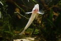 Monkey goby, funny juvenile freshwater fish in Southern Bug river biotope aquarium, highly adaptable and unusual pet