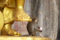 Monkey by a golden Chinese god statue Royalty Free Stock Photo