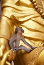 Monkey on a golden Chinese god statue Royalty Free Stock Photo