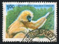 Monkey Golden langur
