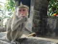 Monkey at Golden Rock Temple of Dambulla, Sri Lanka Royalty Free Stock Photo