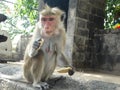 Monkey at Golden Rock Temple of Dambulla, Sri Lanka Royalty Free Stock Photo