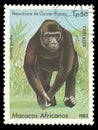 Monkey, Gorilla