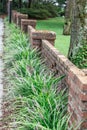 Monkey grass growing among a brick separation short wall for a landscaped look Royalty Free Stock Photo