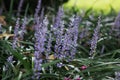 Monkey Grass Royal Purple in bloom