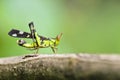 Monkey-Grasshopper Royalty Free Stock Photo