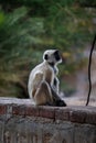 Gray monkey sitting on a wall Royalty Free Stock Photo