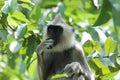 Monkey (Gray langur) eating a fruit