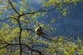 Monkey, grey langur sitting on a tree in Rishikesh, India Royalty Free Stock Photo