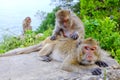 Monkey grooming