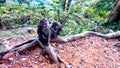 Monkey grooming each other at the hillside in Lombok Indonesia