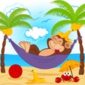 Monkey on hammock