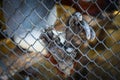 Monkey hand fingers in metal net . selective focus Royalty Free Stock Photo
