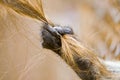 Monkey hand pulling a blonde girl's hair