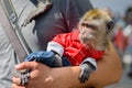 Monkey on the hands of the owner Royalty Free Stock Photo