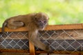 Monkey Hanging On fence with bokeh Royalty Free Stock Photo