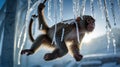 A Playful Snow Monkey Hanging from Icicles in Winter Royalty Free Stock Photo