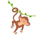 Monkey hanging on liana