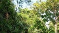 Monkey hanging on liana in lowland rainforest