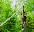 Monkey Hanging Out Royalty Free Stock Photo