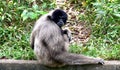 A monkey hanging out. Royalty Free Stock Photo