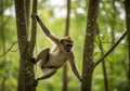 Monkey hanging from trees in a lush green forest, captured in motion Royalty Free Stock Photo