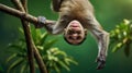 A monkey hanging upside down from a branch in a lush green environment Royalty Free Stock Photo