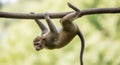 Monkey Hanging Upside Down Cute Primate on Branch Royalty Free Stock Photo