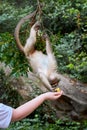 A monkey hangs from the branch down trying to take the corn from the hands of a man