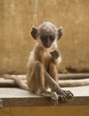 Monkey Royalty Free Stock Photo