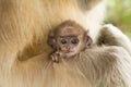 Monkey Royalty Free Stock Photo