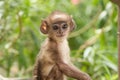 Monkey Royalty Free Stock Photo