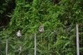 monkey has life in destitation in Lombok