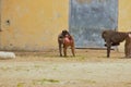 Little Baby on back from mother in zoo in augsburg in germany