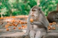 The monkey is having lunch. Most visited place in Ubud Royalty Free Stock Photo