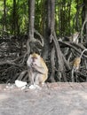 A monkey having lunch Royalty Free Stock Photo