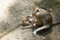 Monkey helps to get rid of fleas to another