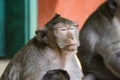 The monkeys of Wat Leu Temple Sihanoukville Cambodia Royalty Free Stock Photo