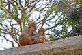 Monkey with her baby monkey sitting on the wall Royalty Free Stock Photo