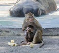 Monkey and her kid eating corn in the zoo Royalty Free Stock Photo