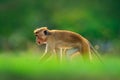 Monkey hidden in the grass. Toque macaque, Macaca sinica, monkey with evening sun. Macaque in nature habitat, Sri Lanka. Detail of