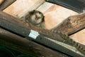 Monkey hiding in the rafters or ceiling of a house