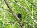 Monkey hiding in the trees of the amazon rainforest