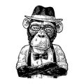 Monkey hipster with arms crossedin in hat, shirt, glasses and bow tie Royalty Free Stock Photo