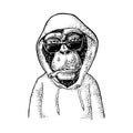 Monkey hipster with cigarette dressed in the hoodie. Vintage black engraving Royalty Free Stock Photo