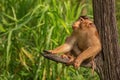 Monkey in his typical enviroment - tropical forest in Indonesia - on Borneo island