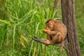Monkey in his typical enviroment - tropical forest in Indonesia - on Borneo island