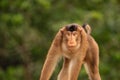 Monkey in his typical enviroment - tropical forest in Indonesia - on Borneo island