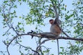 Monkey in his typical enviroment - tropical forest in Indonesia - on Borneo island